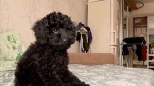 ВСЕ О ПУДЕЛЕ-Нам 3 Месяца Влог Мой День с Собакой Той Пудель Оренбург Дом2 закрывают