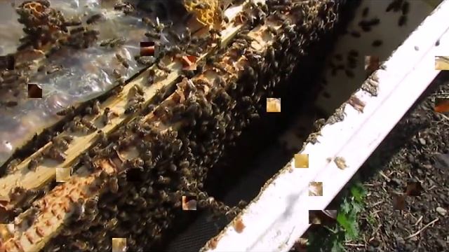 весеннее расширение расплодного гнезда пчел, одной вощиной, без использовании суши смотреть онлайн
