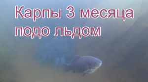 Карпы зимуют в Сибири в искусственном пруду!