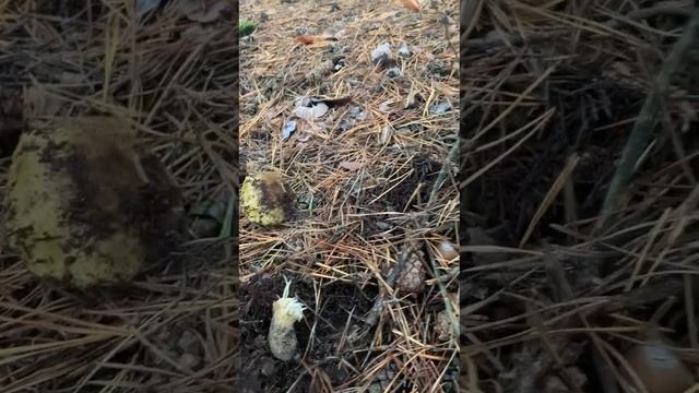 Збір грибів в жовтні 2022 року. Білі, маслюки, зеленушки смотреть онлайн