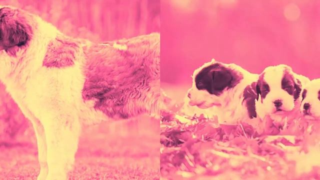 St Bernard Fun Facts смотреть онлайн
