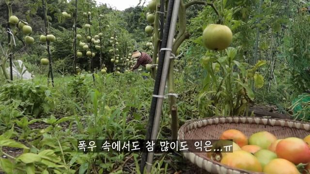 [7월 토마토] 폭우에도 이틀마다 한바구니씩 수확/ 부지런히 수확하고 부지런히 먹고 알뜰하게 저장해요~/ смотреть онлайн