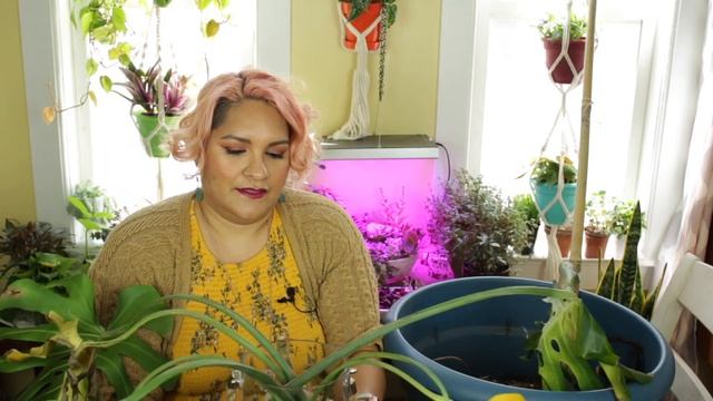 Monstera Propagation: Soil and Water Propagation смотреть онлайн