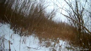 Охота с эстонской гончей. Охота на зайца.