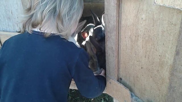 Девочка кормит индюка "Кушай, индюк,друг" смотреть онлайн