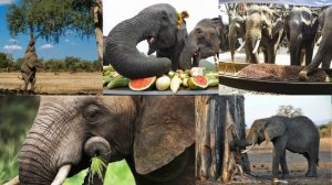 Развивающее видео для детей. Эти чудесные слоны!