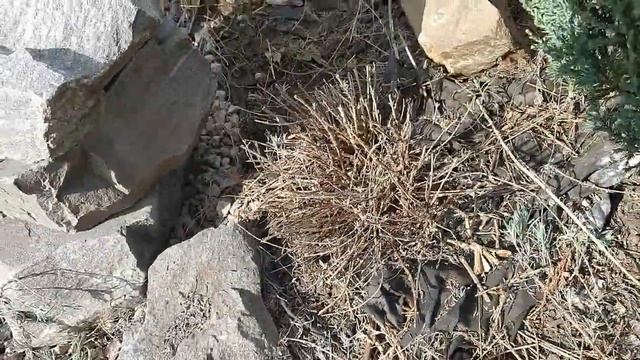 Обрезка лаванды весной. Шикарные кусты обеспечены. смотреть онлайн