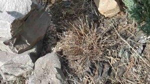 Обрезка лаванды весной. Шикарные кусты обеспечены.