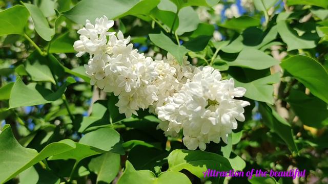 Релакс - Белая сирень. смотреть онлайн