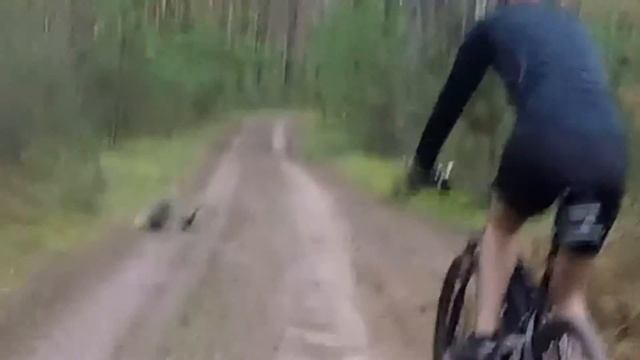 В HD !! Барсук на дороге! Дикая природа Беларуси! смотреть онлайн
