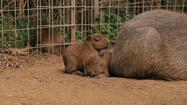 capybara baby fights on the 5th day after birth. (no sounds) смотреть онлайн