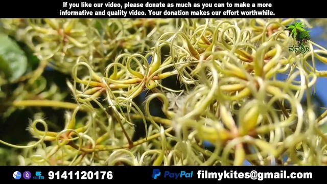 Flowers | 204 | Clematis Vitalba | Flowers World