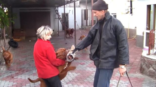 Охрана Питомник бордоских догов «Perle de France» http://perl.petsinform.com/ смотреть онлайн
