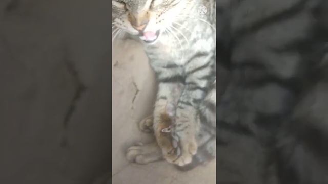 my angry cat ??? смотреть онлайн