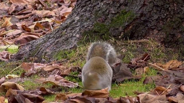 Abingdon Squirrel, Music 7th Floor Tango - Silent Partner смотреть онлайн