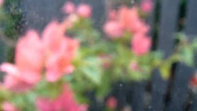 Bougainvillea Salmão em Vaso do Dr. Luiz Borges смотреть онлайн