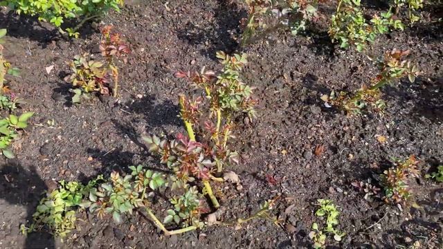 Розы. Заморозки, листовёртка и другие проблемы в розарии! смотреть онлайн