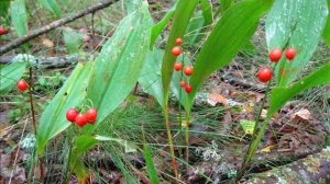 Чем опасен ландыш.