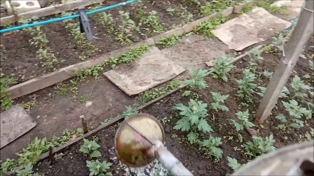 хризантема на продажу мелкоцветковая часть 3 смотреть онлайн