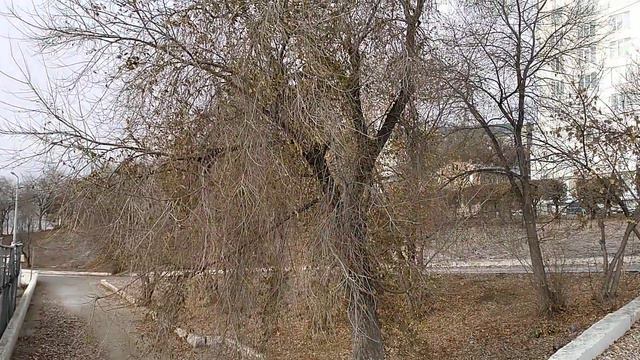 Видео Саратов. Пляж около автодорожного моста. 20. 11. 2020 года смотреть онлайн