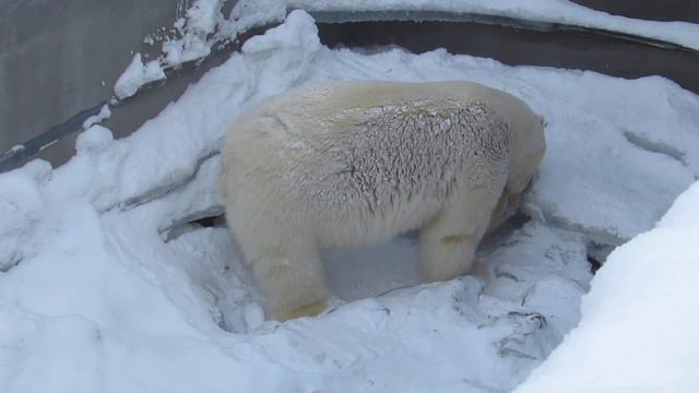 Долго же Кай так будет лёд убирать! 06.01.19 смотреть онлайн