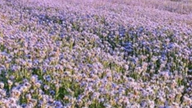 Борьба с проволочником осенью. смотреть онлайн