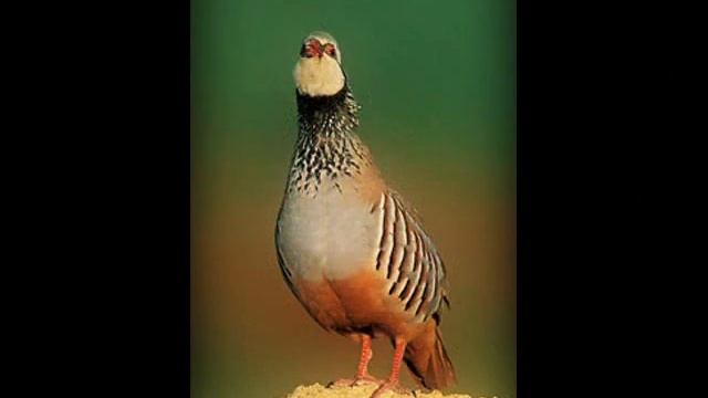 SOLEÁ CANON - FANTASÍA FLAMENCA- (Canon Pachelbel) -HQ смотреть онлайн