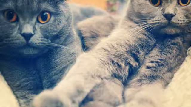 Коты"Вислоухие" смотреть онлайн