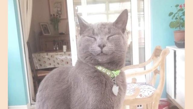 r/Eyebleach | bite sized смотреть онлайн