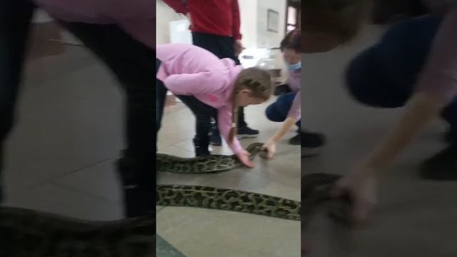 Мир рептилий.тигровый питон смотреть онлайн