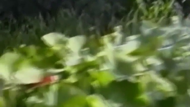 Путешествие из Астрахани в край цветущего лотоса смотреть онлайн