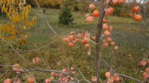 Хурма Сосновская  СВЕРХРАННИЙ сорт!