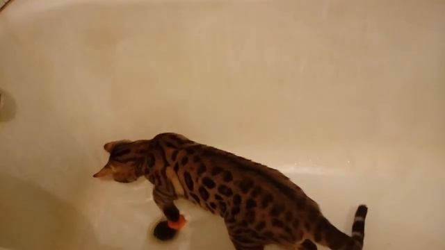 как приучить взрослого бенгальского кота к воде смотреть онлайн