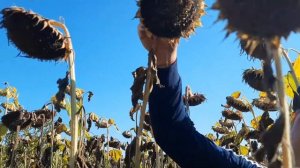 Подсолнечник ПИОНЕР П64ЛЕ25 под гранстар на демо-участке 08 сентября 2021 года. Фаза налива корзины