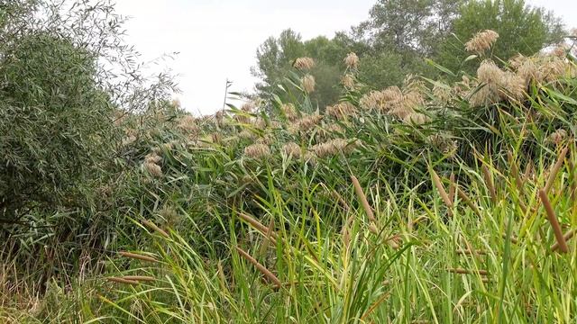 Звуки, издаваемые лягушками и жабами смотреть онлайн