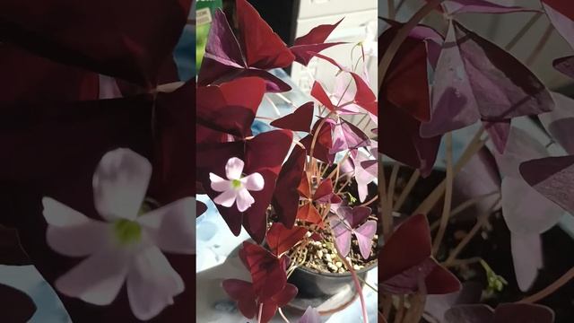 Цветочки бабочки) смотреть онлайн