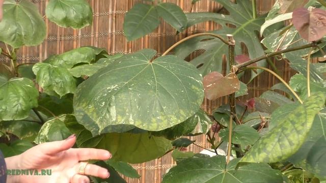 Гибискус пестролистный. смотреть онлайн