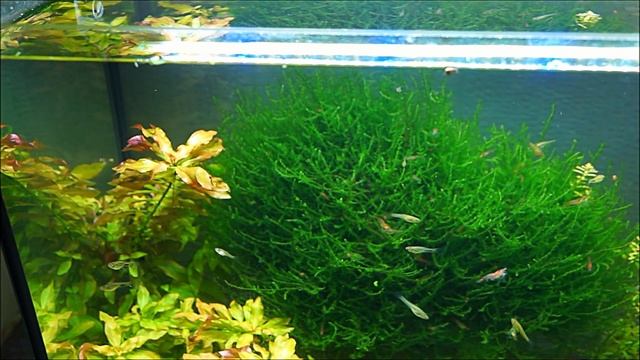 #Аквариум_30L три месяца после запуска. Обзор. смотреть онлайн