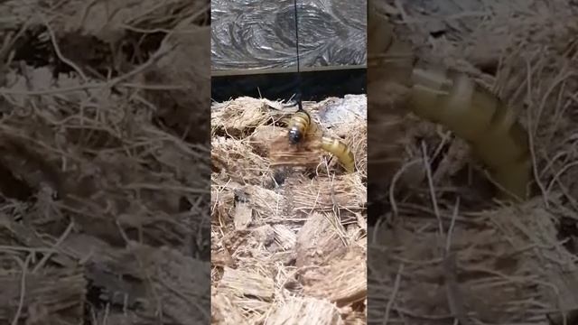 как птицеед ест зофобоса смотреть онлайн