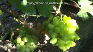 Сорта винограда Бажена 2017