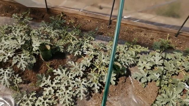 Три способа посадки арбузов Сибири. смотреть онлайн