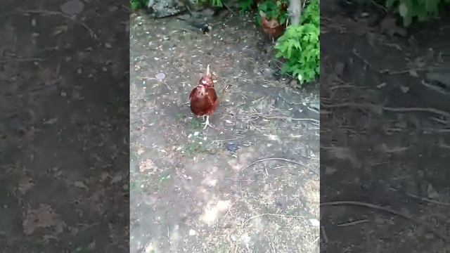 Курица прыгнула на меня ? .Провал !!! ? смотреть онлайн