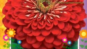 Цинния георгиноцветковая Алое пламя. Краткий обзор, описание zinnia elegans Aloe plamya