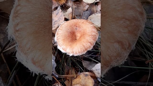 #shorts_ video #грибы_волнушка смотреть онлайн