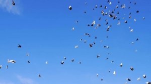 Голуби Василия Рузманова п. Степное