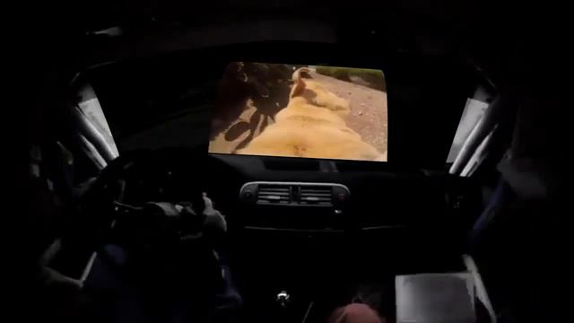 Rally Dog! смотреть онлайн