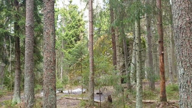 Интересные места в Эстонии.Ледниковый валун Рохунееме\Rohuneeme.Что посмотреть в Эстонии.Влог смотреть онлайн