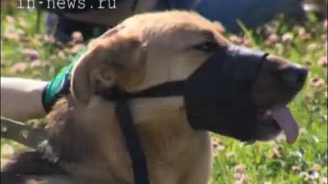 День бездомных животных (ВЦС от 18.08.14) смотреть онлайн