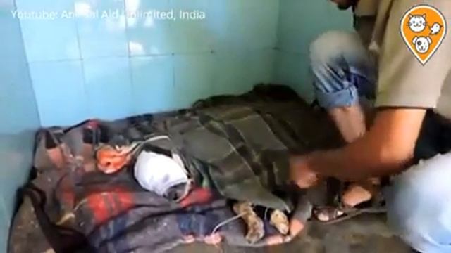 помощь собачке мордашку у которой съели личинки заживо смотреть онлайн