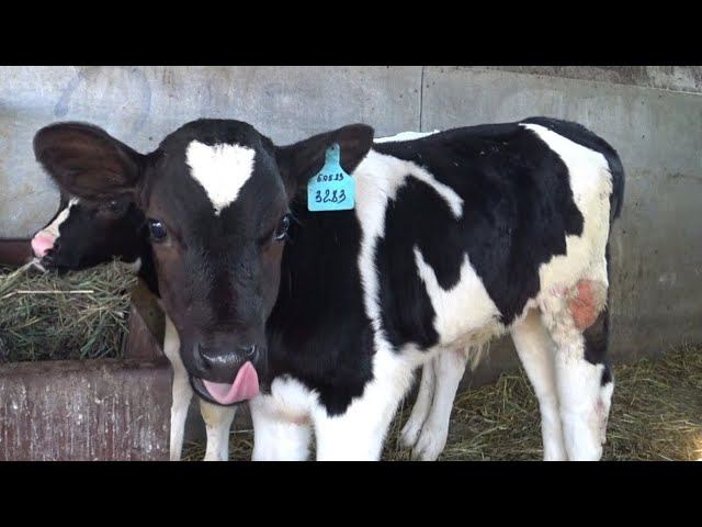 МОЙ ПЕРВЫЙ ОПЫТ ПО ВЫПАИВАНИЮ ТЕЛЯТА НА ОТКОРМ ‼️ ЛЕЧУ ДИАРЕЮ И ЛИШАЙ ‼️ смотреть онлайн